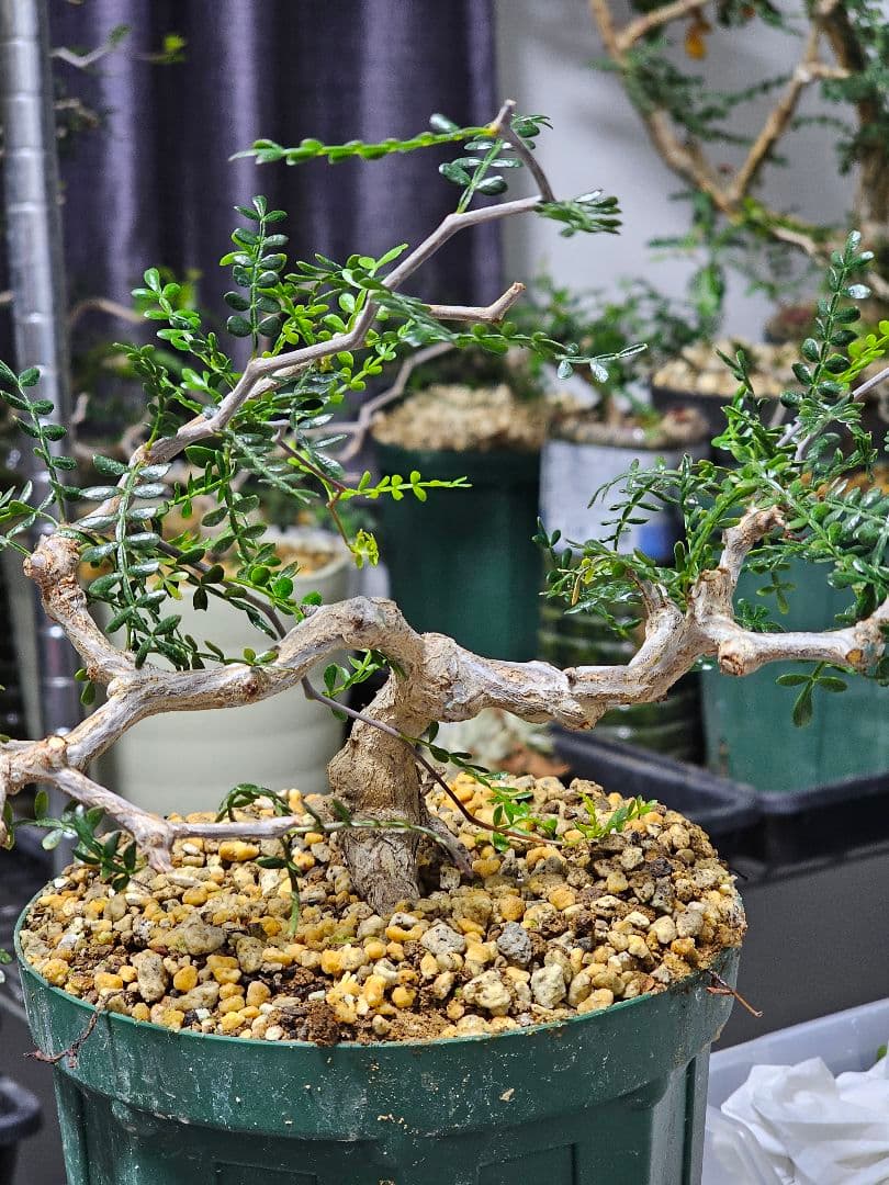 【良株】 オペルクリカリア パキプス