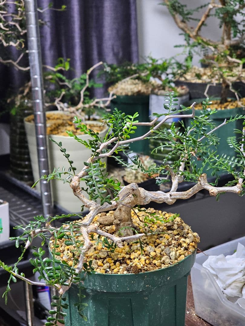 【良株】 オペルクリカリア パキプス