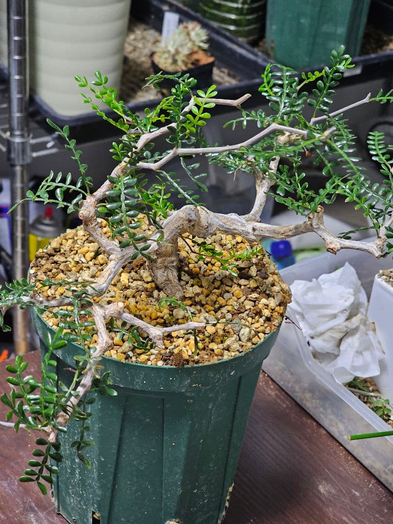 【良株】 オペルクリカリア パキプス