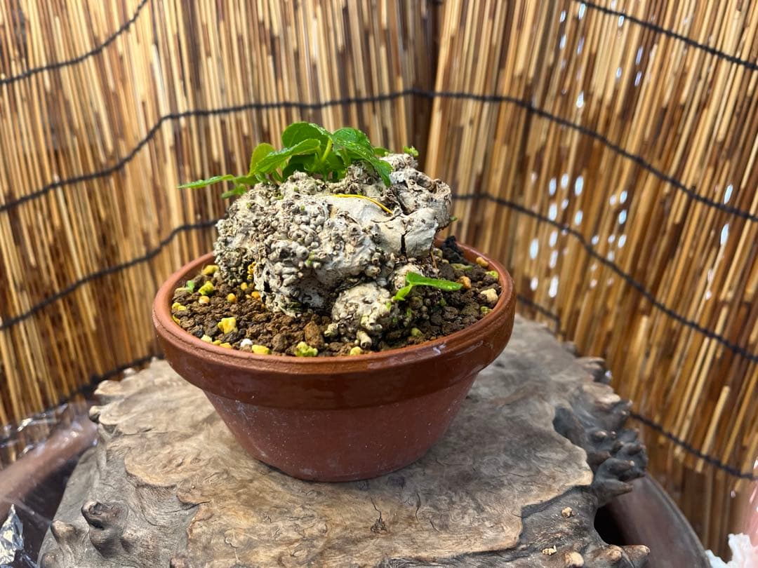 ✨✨✨オキナワイボオオハマボウ【◎美株品】/ユウナ/ハート葉happy♪