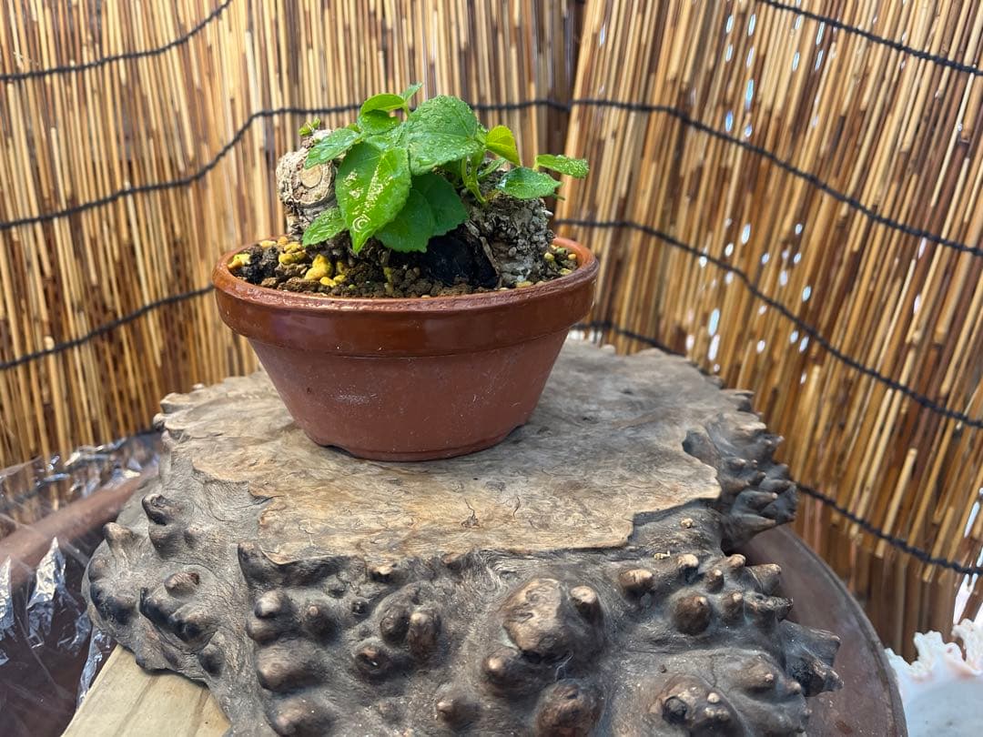 ✨✨✨オキナワイボオオハマボウ【◎美株品】/ユウナ/ハート葉happy♪