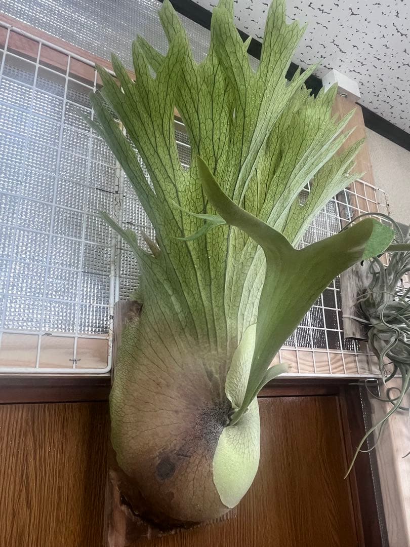 ビカクシダ Platycerium SS. Foong