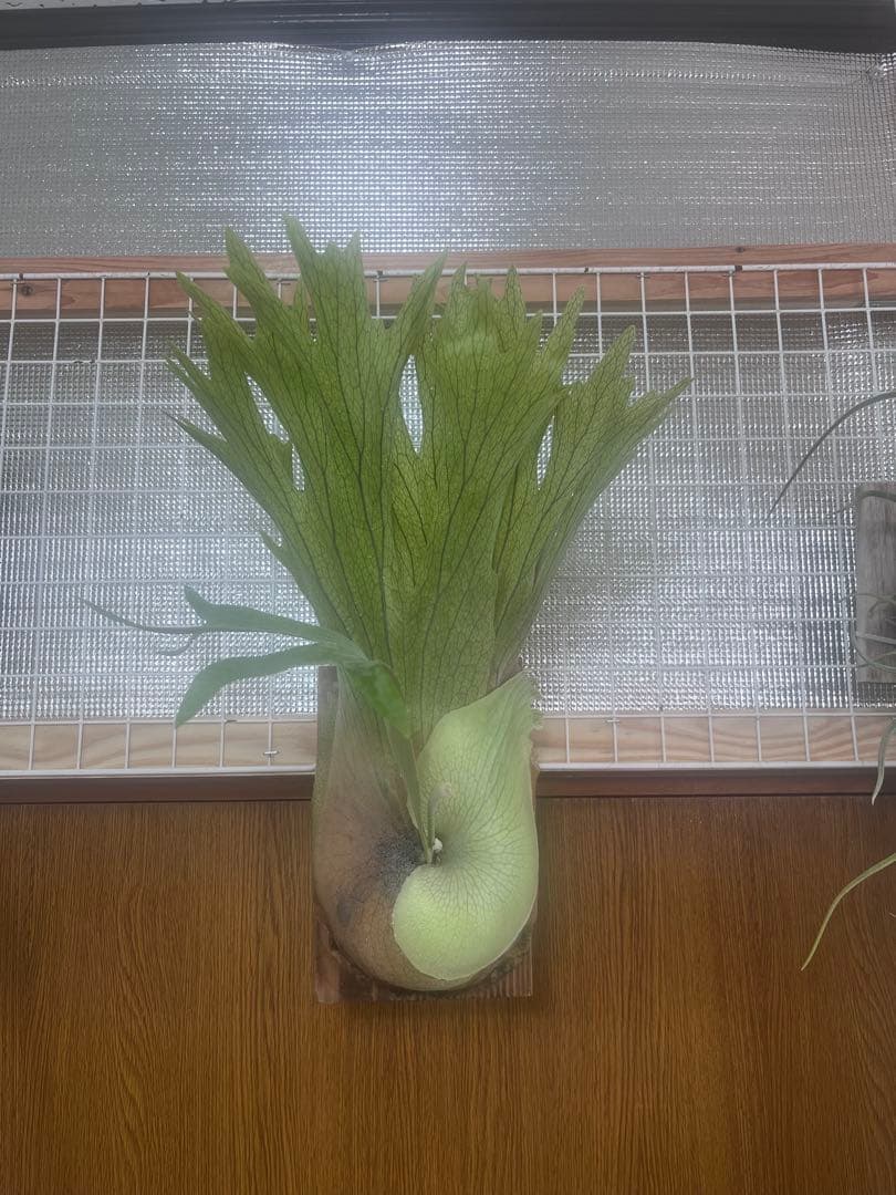 ビカクシダ Platycerium SS. Foong