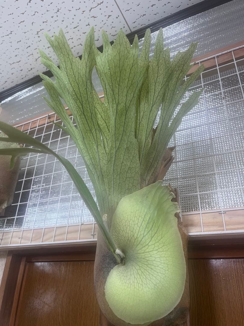 ビカクシダ Platycerium SS. Foong