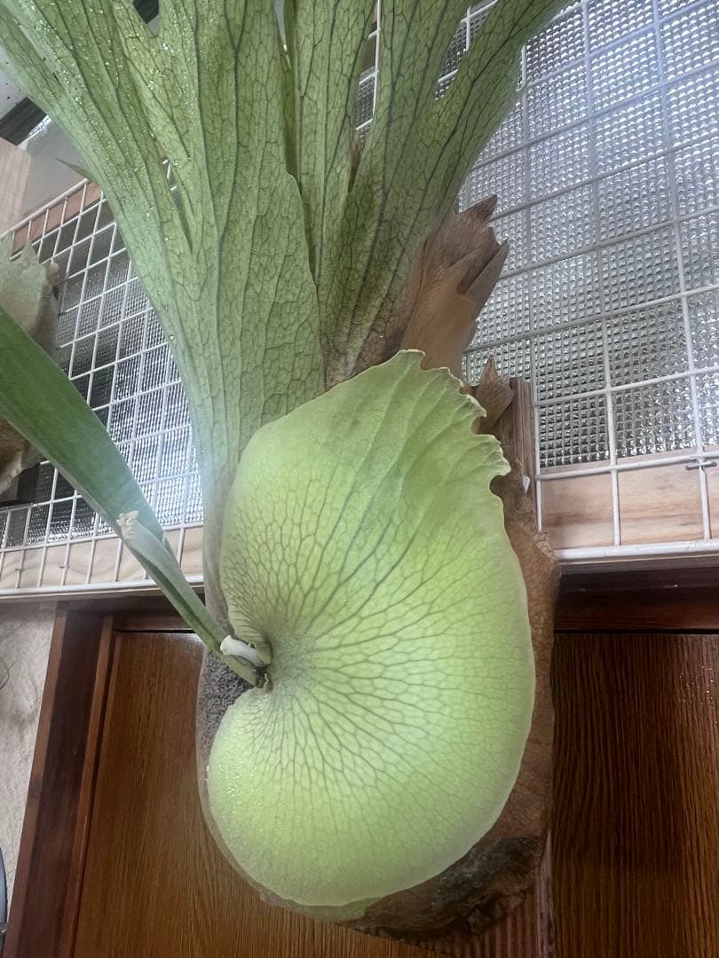 ビカクシダ Platycerium SS. Foong