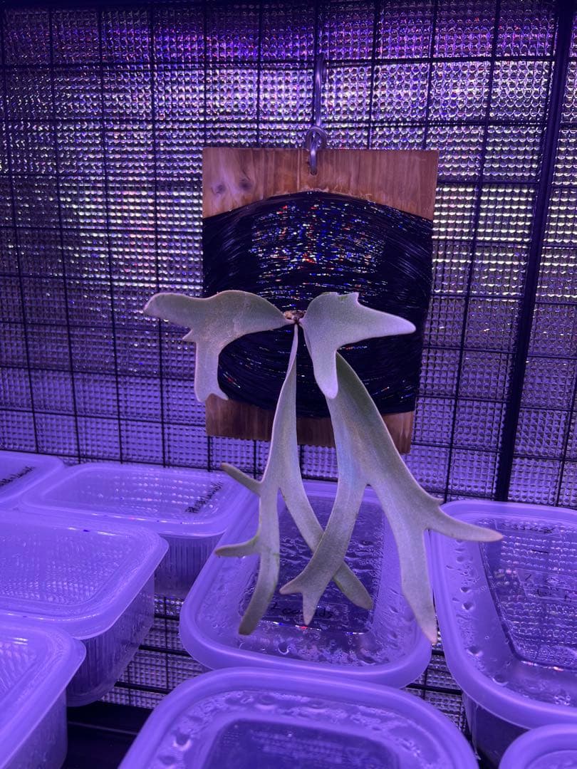 ビカクシダ willinckii yellowmoon×ccs