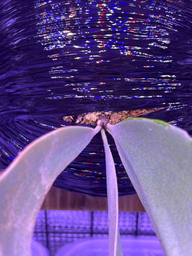 ビカクシダ willinckii yellowmoon×ccs