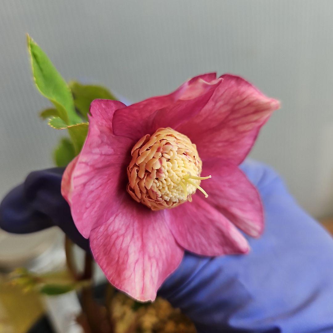 ㉖-282クリスマスローズ