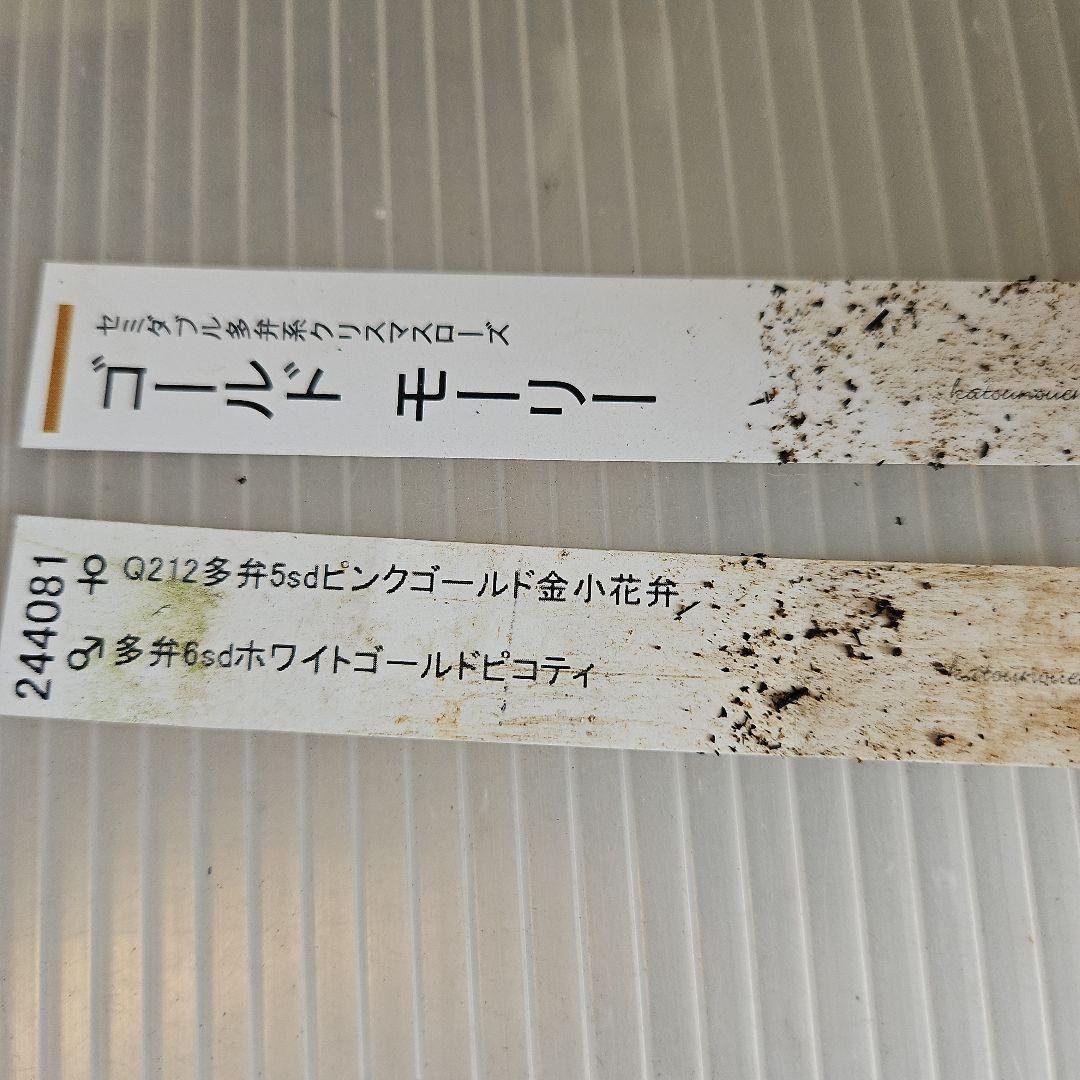 ㉖-282クリスマスローズ