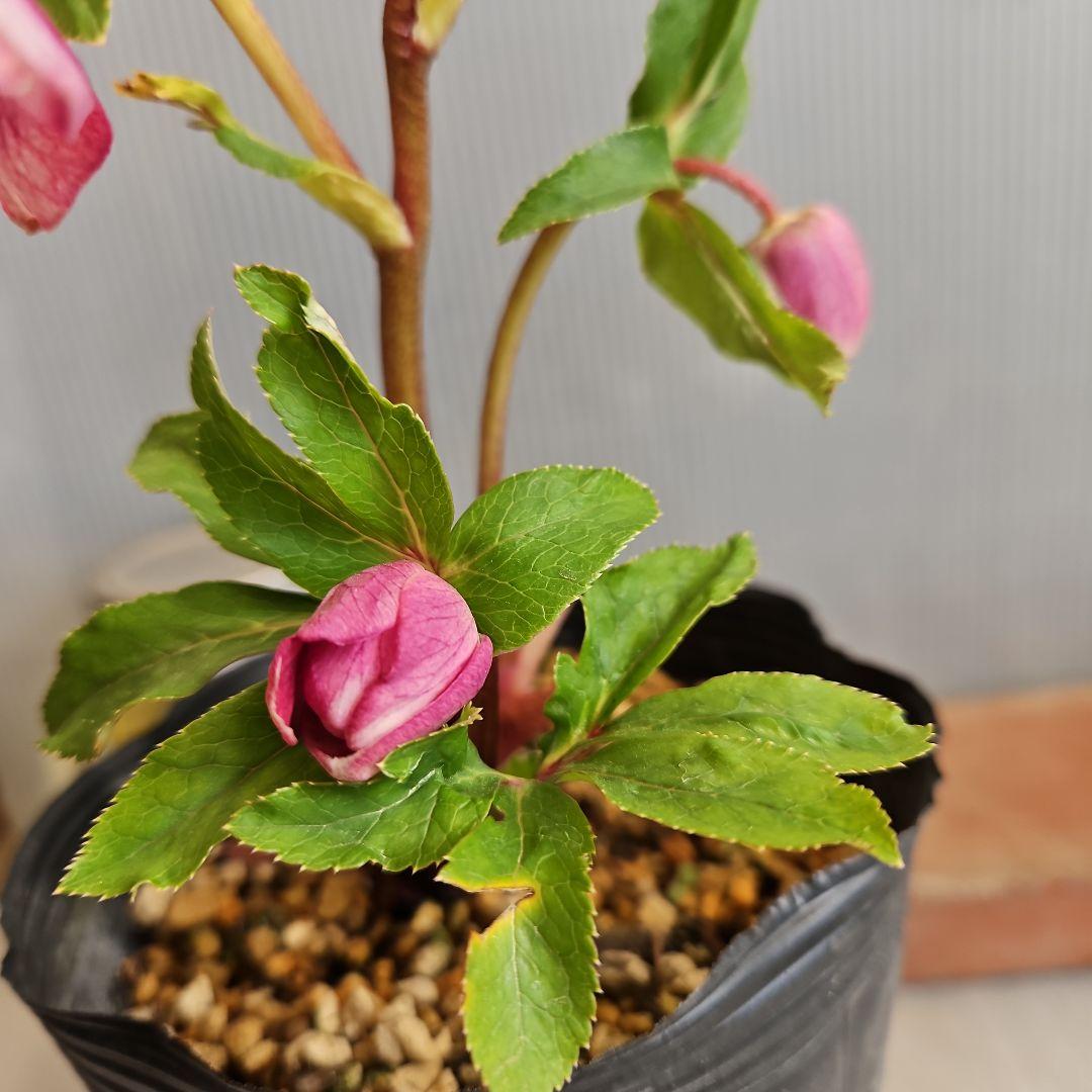 ㉖-282クリスマスローズ