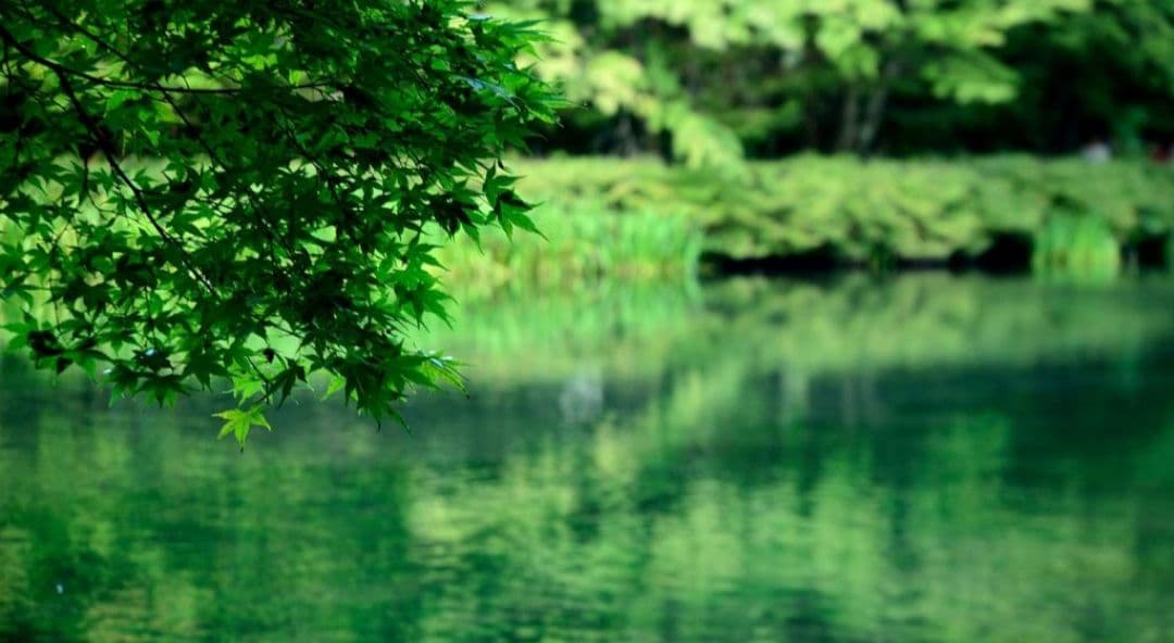 ねい様 NIKON　D70　広角から中望遠　初心者　一眼レフ⚡️ニコン⚡️