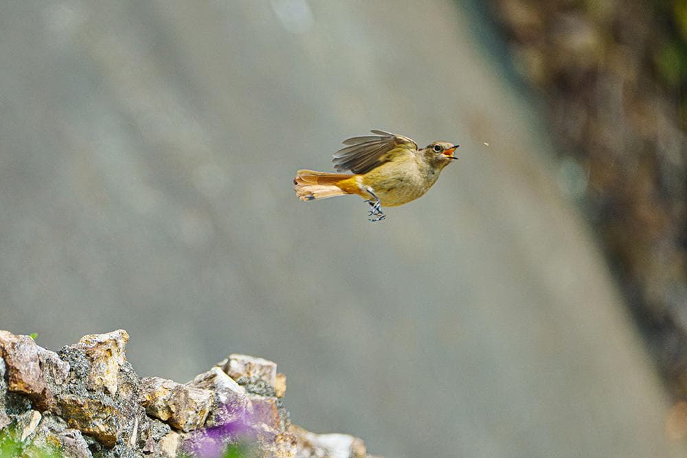 FE 100-400mm F4.5-5.6 GM OSS　RRSプレート付