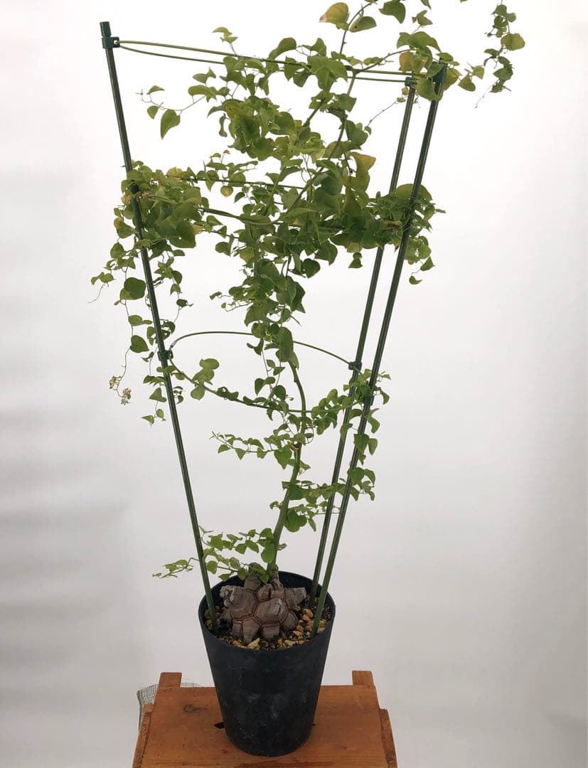 アフリカ亀甲竜　5号