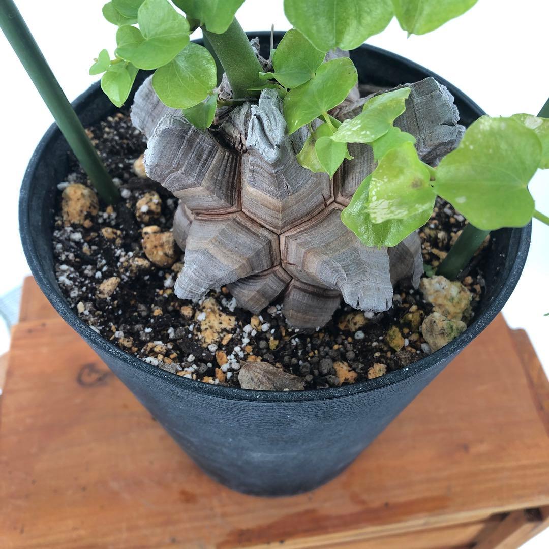 アフリカ亀甲竜　5号