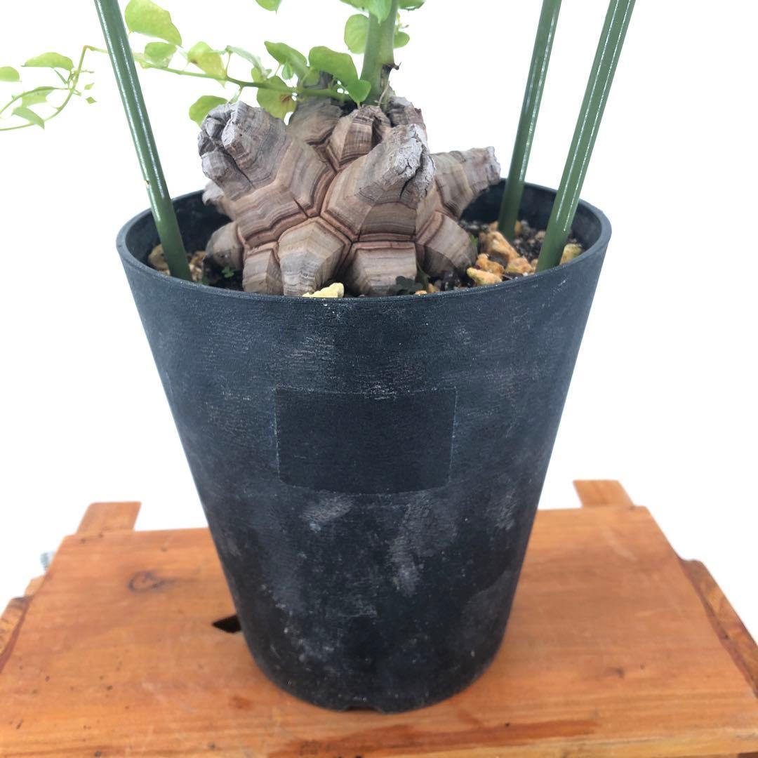 アフリカ亀甲竜　5号