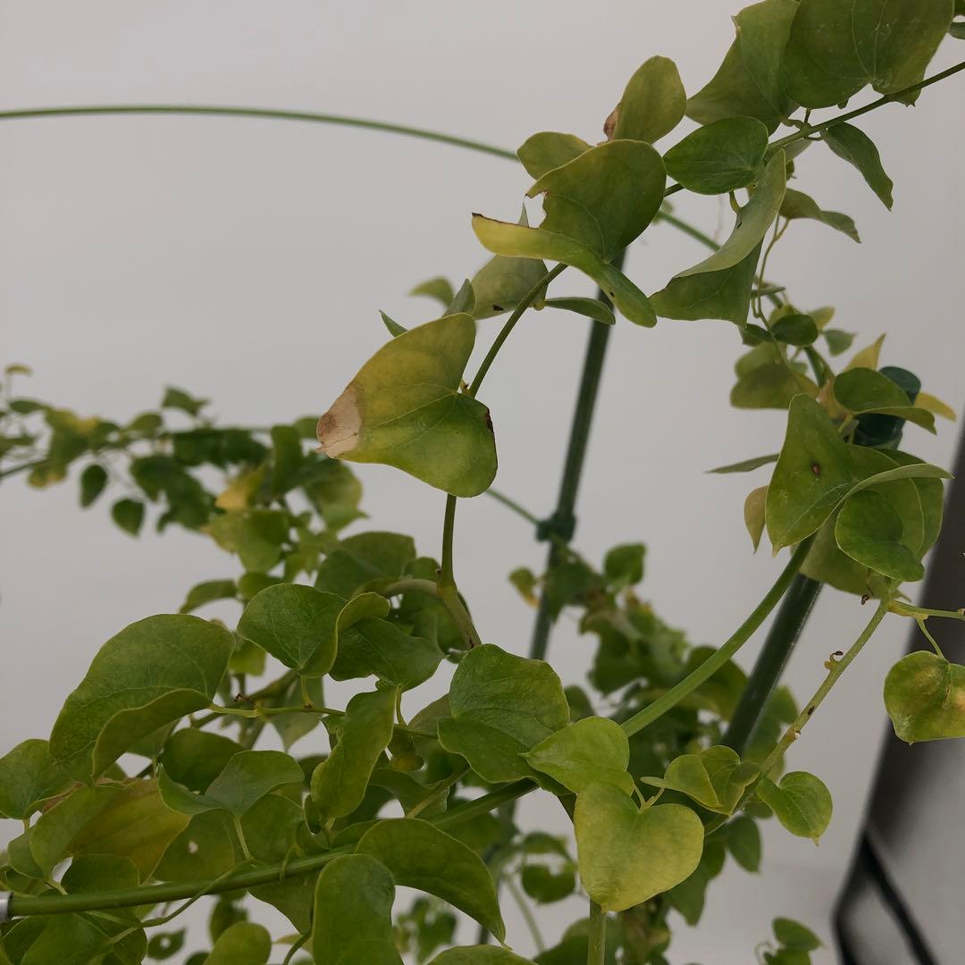 アフリカ亀甲竜　5号