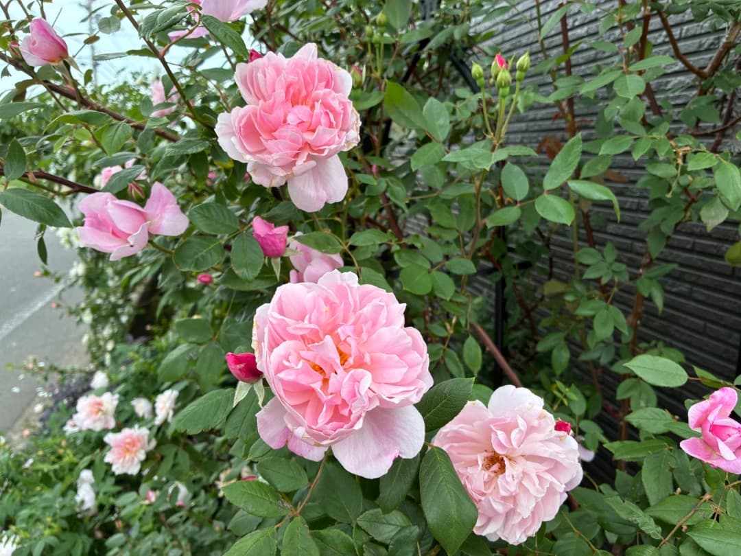 ERメアリー ディレイニー【大苗】イングリッシュローズ（モーティマーサックラー）