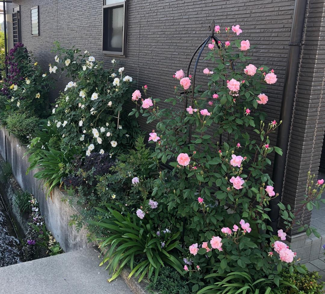 ERメアリー ディレイニー【大苗】イングリッシュローズ（モーティマーサックラー）