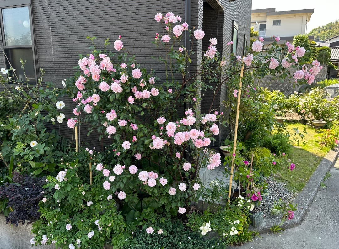 ERメアリー ディレイニー【大苗】イングリッシュローズ（モーティマーサックラー）