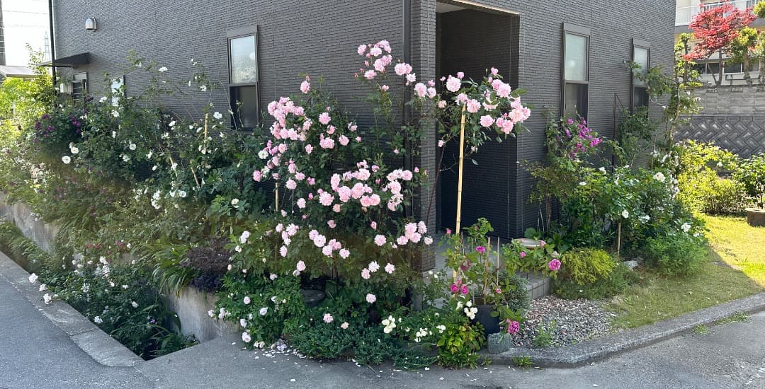 ERメアリー ディレイニー【大苗】イングリッシュローズ（モーティマーサックラー）