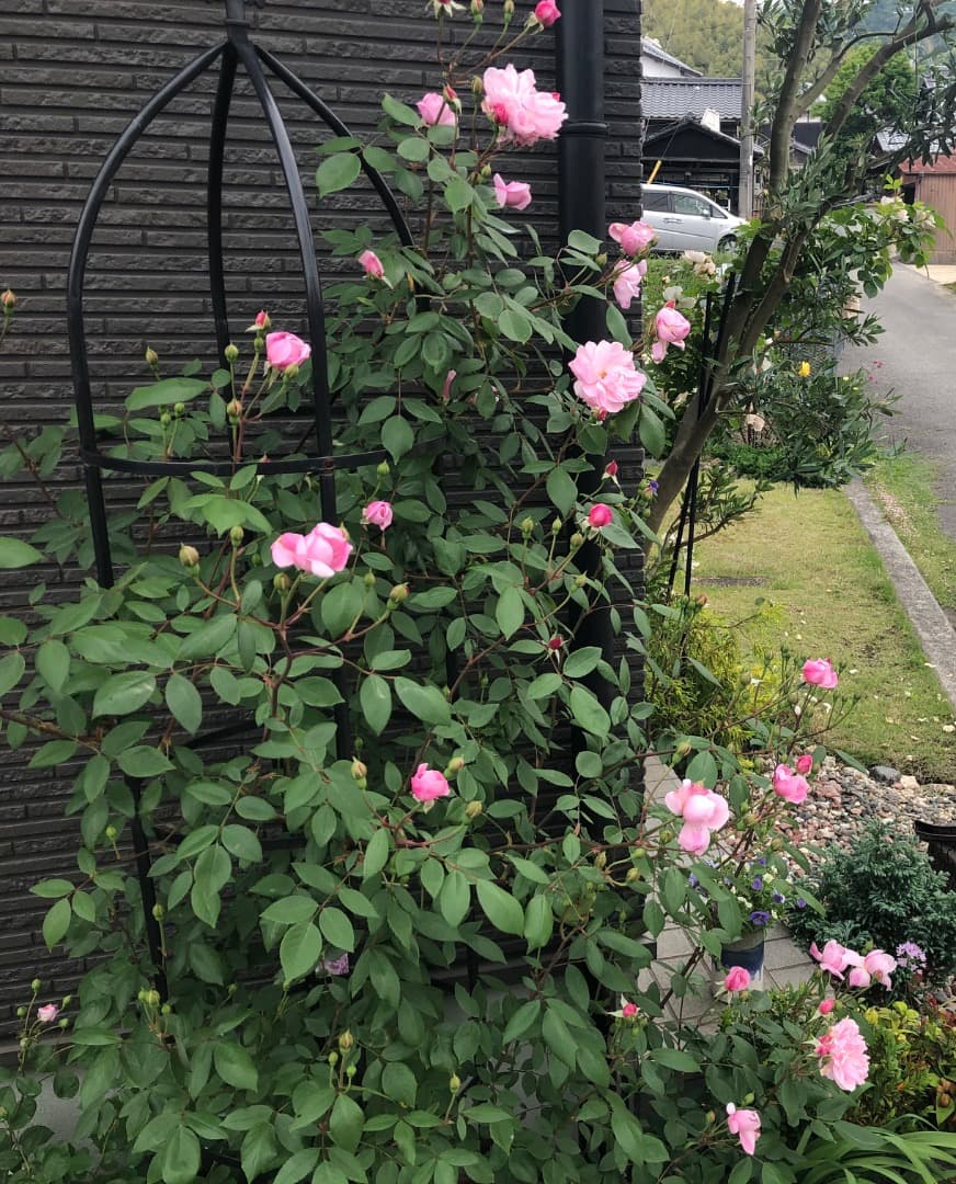 ERメアリー ディレイニー【大苗】イングリッシュローズ（モーティマーサックラー）