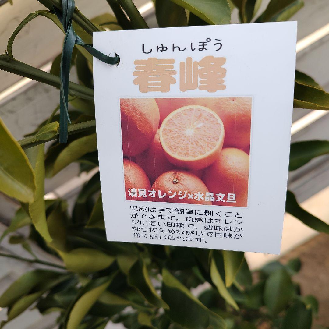 土介さま専用出品 春峰 3年生 苗木