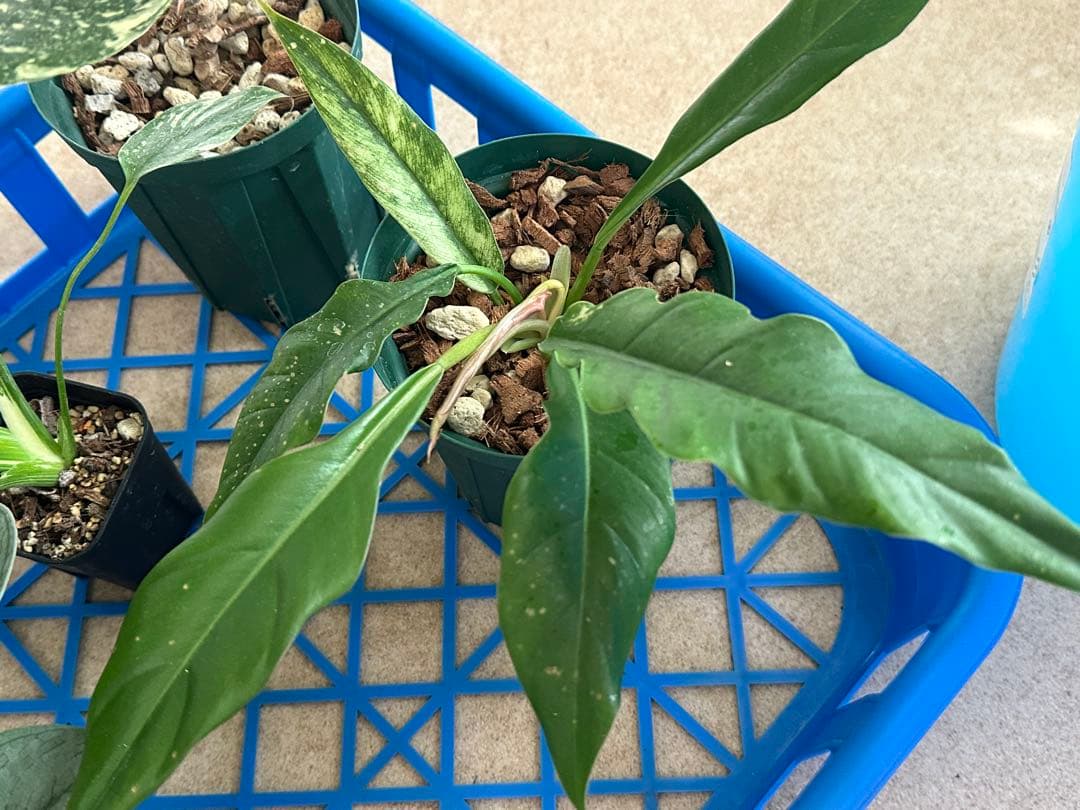 観葉植物セット