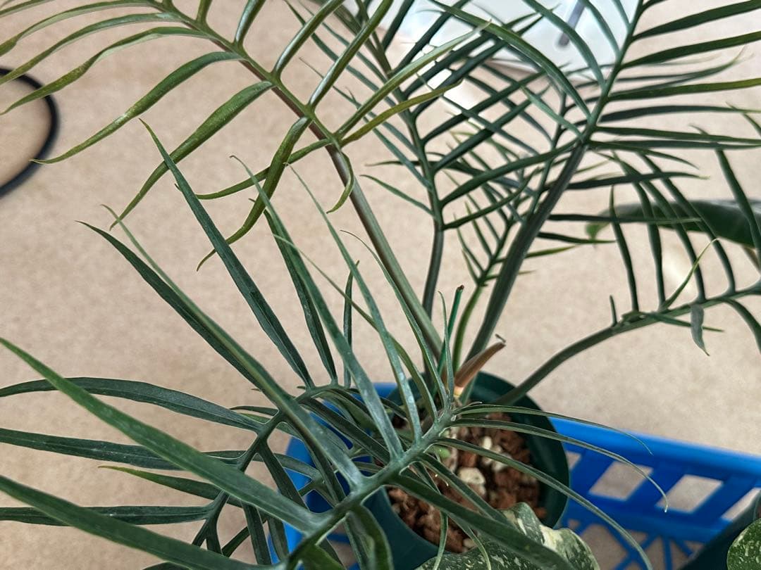 観葉植物セット