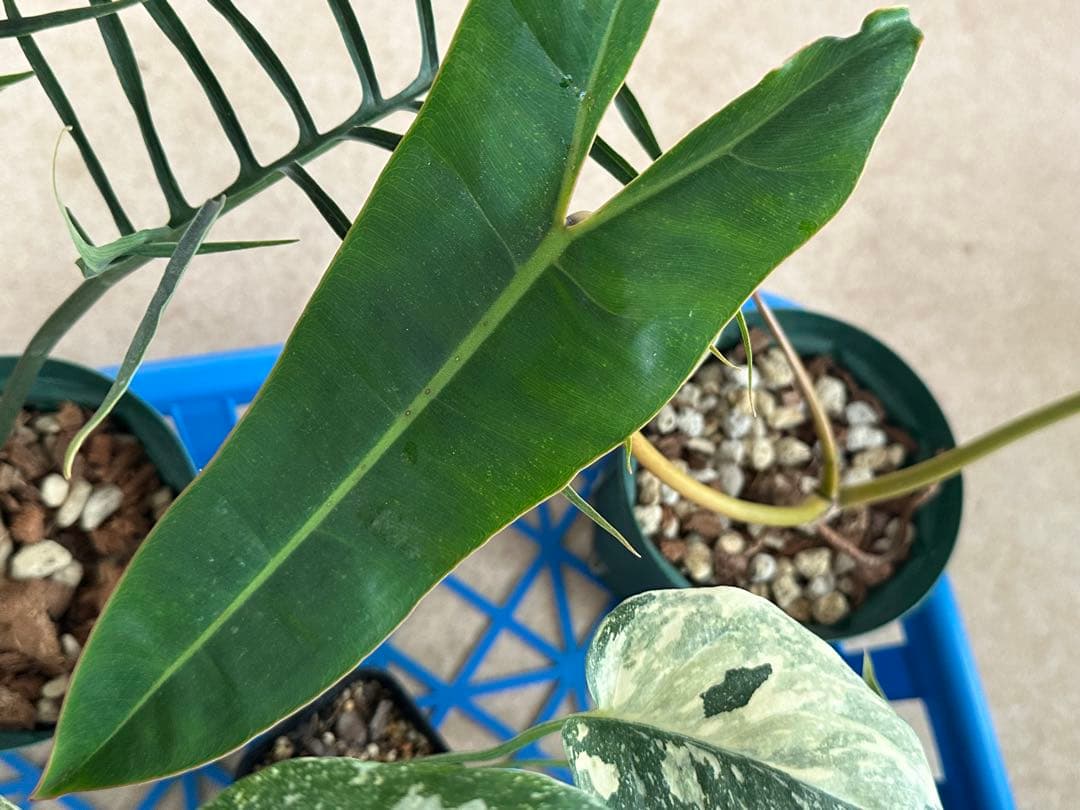 観葉植物セット