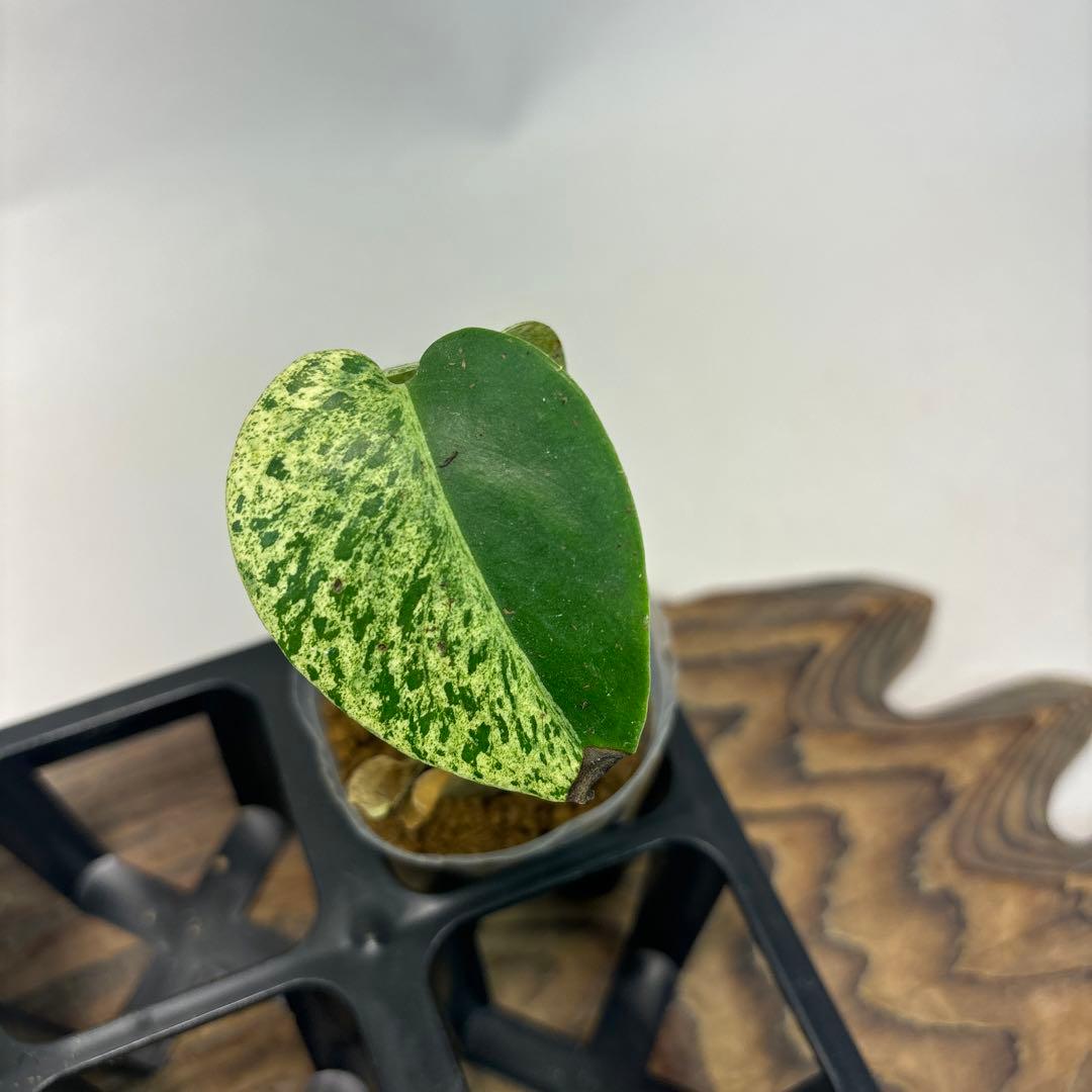 ア*)様 5株セットms74【特別選抜】ホワイトモンスター／天津蘭 モンステラ斑