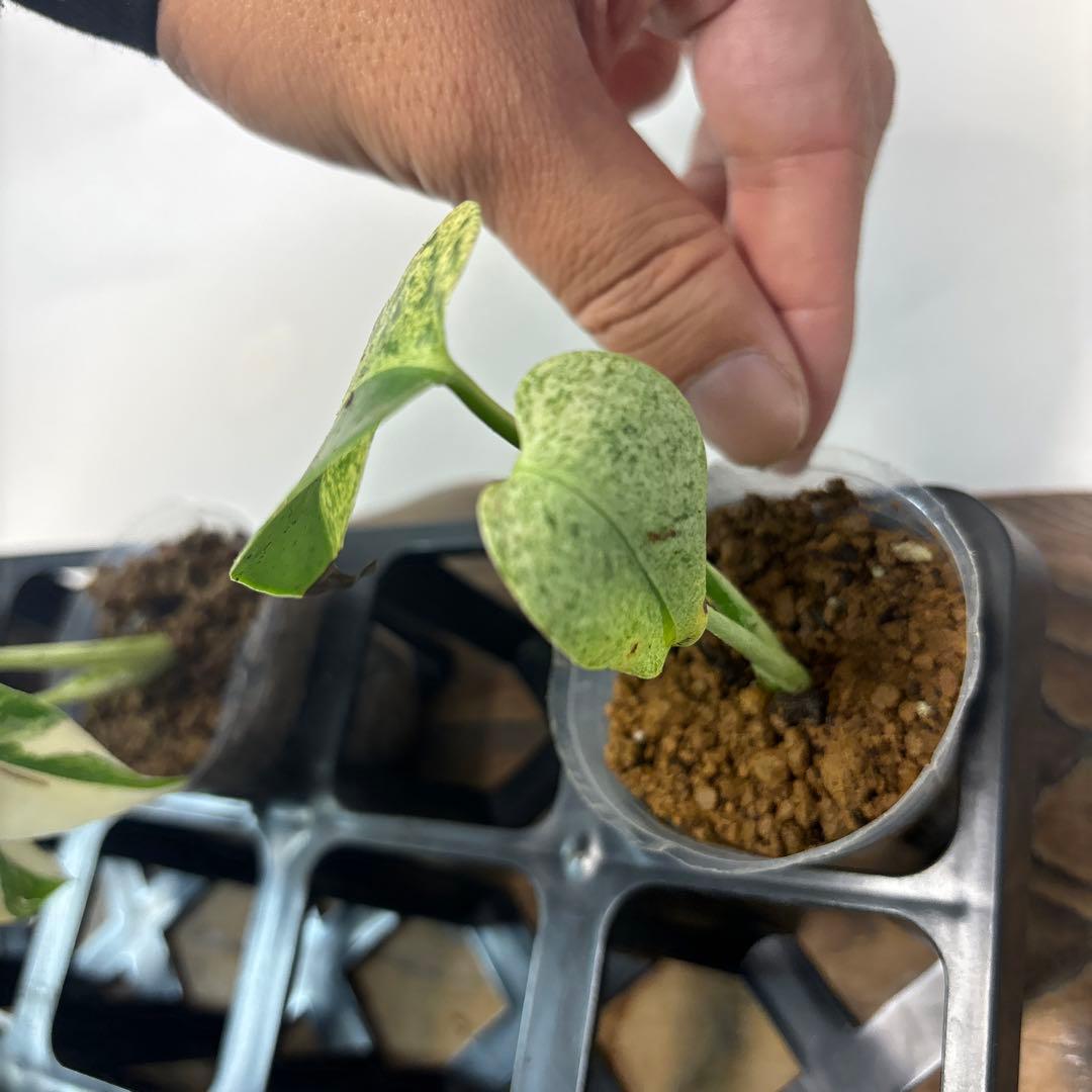 ア*)様 5株セットms74【特別選抜】ホワイトモンスター／天津蘭 モンステラ斑