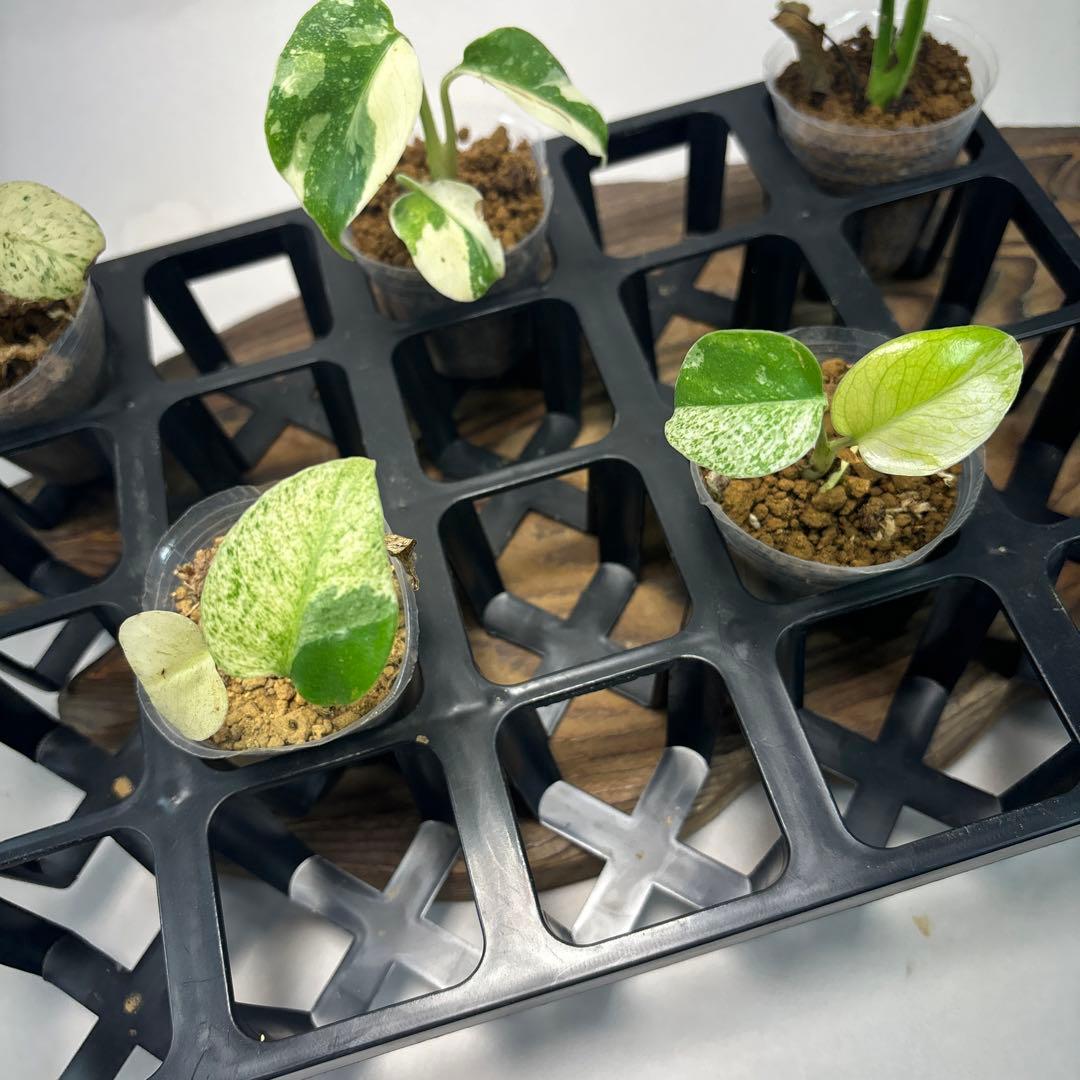 ア*)様 5株セットms74【特別選抜】ホワイトモンスター／天津蘭 モンステラ斑