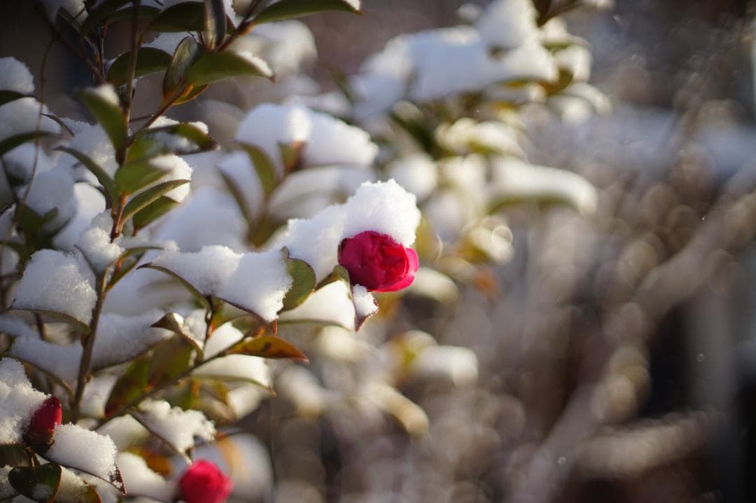 Nikon F 後期 Black / Nikkor-S.C 50mm f1.4