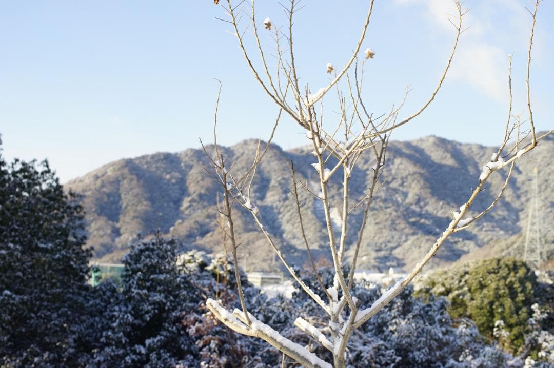 Nikon F 後期 Black / Nikkor-S.C 50mm f1.4