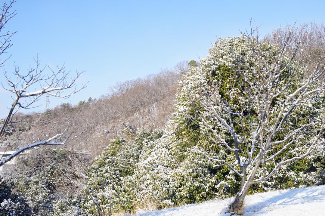 Nikon F 後期 Black / Nikkor-S.C 50mm f1.4