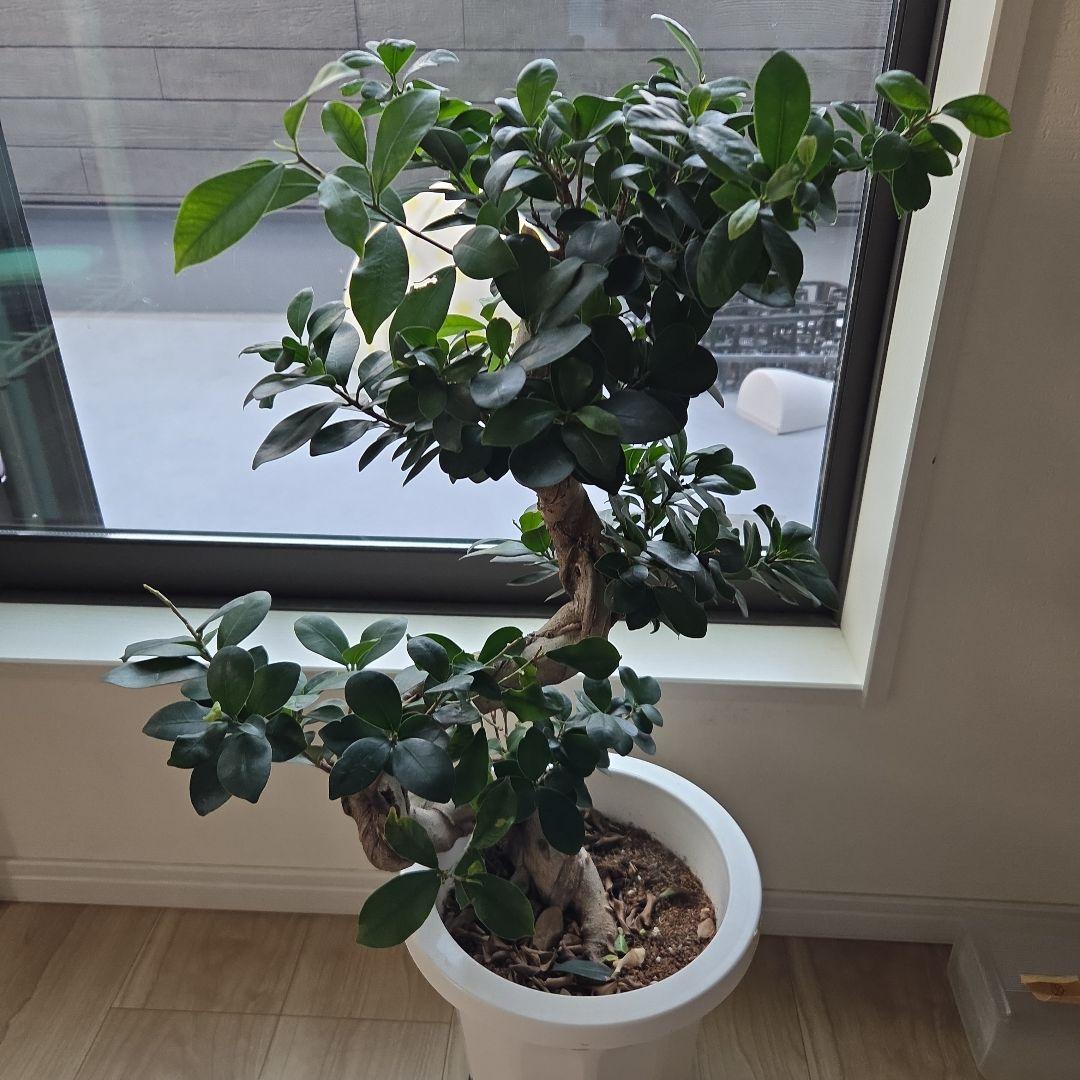 上り竜o(゜▽＾)ノガジュマル高さ約80cm