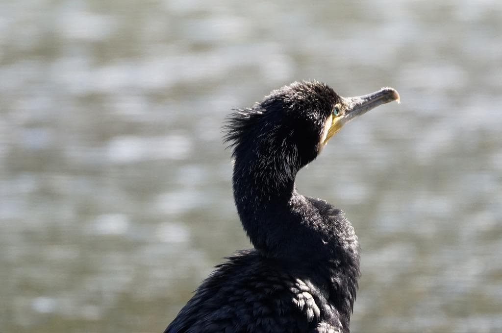 一日一歩シグマ 100-400mm F5-6.3 DG DN OS ソニー