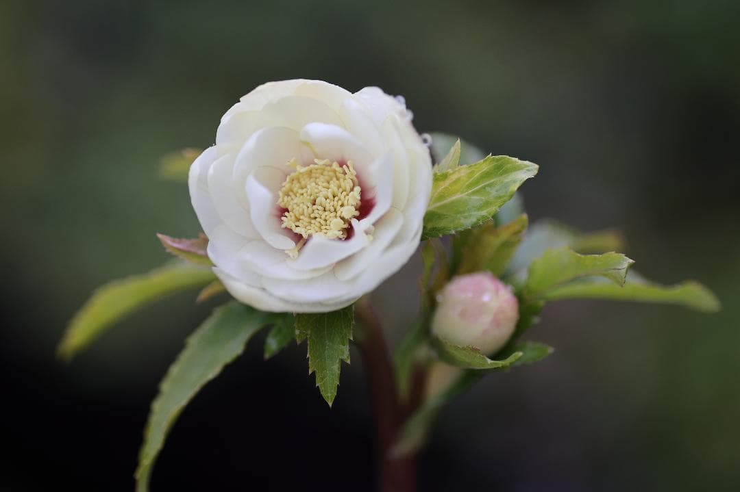 Sorap- クリスマスローズ 開花株 DDホワイトゴールドフラッシュ