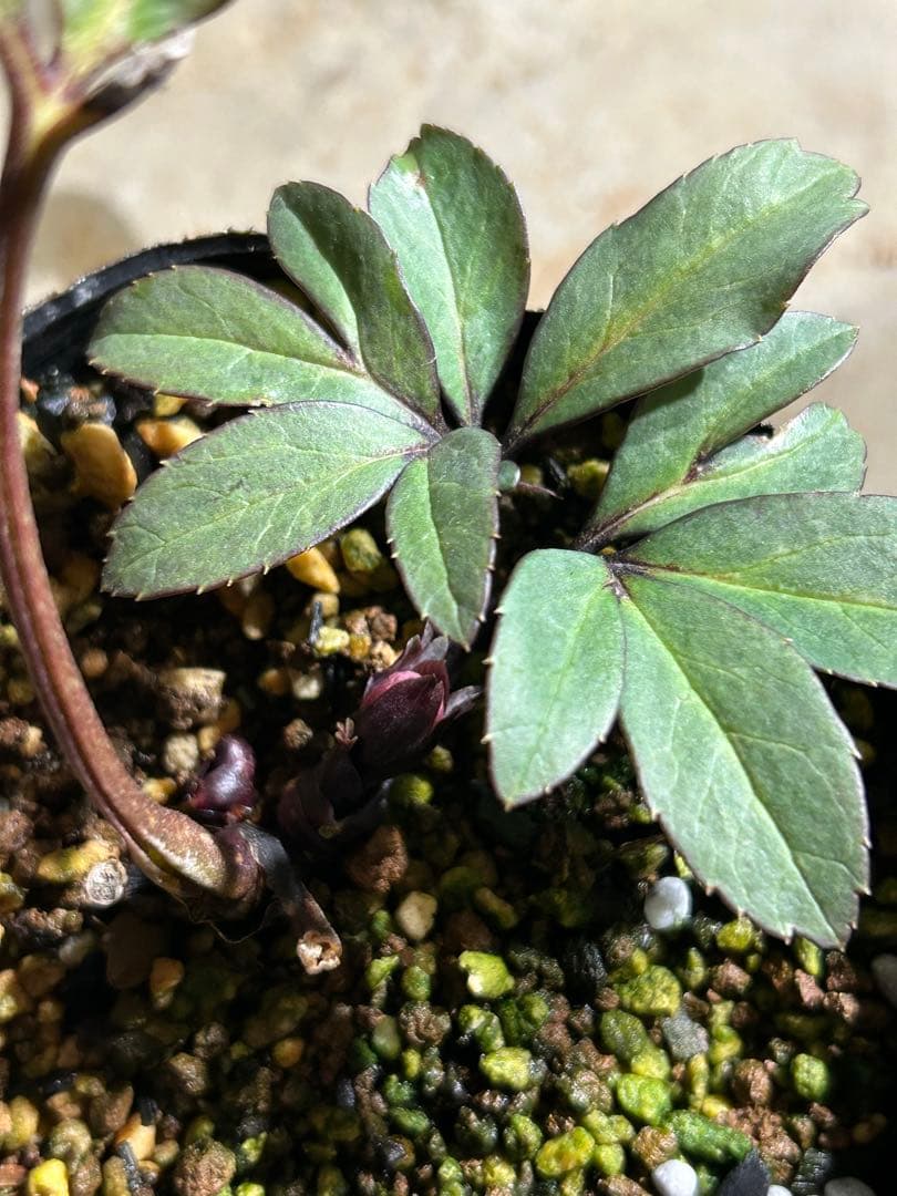 Sorap- クリスマスローズ 開花株 DDホワイトゴールドフラッシュ