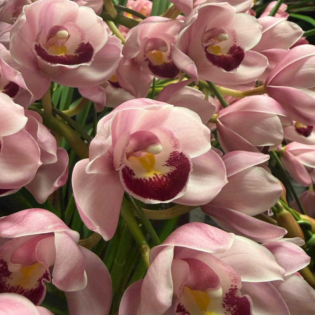 s*a様 【特選】　シンビジューム　苺の雫　アーチ 7寸6本立ち