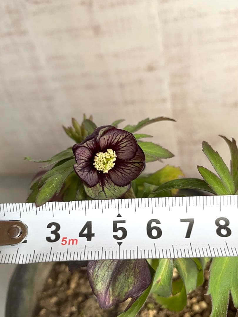 ⭐️専用　小輪トルカータス　ストロング　ベイン