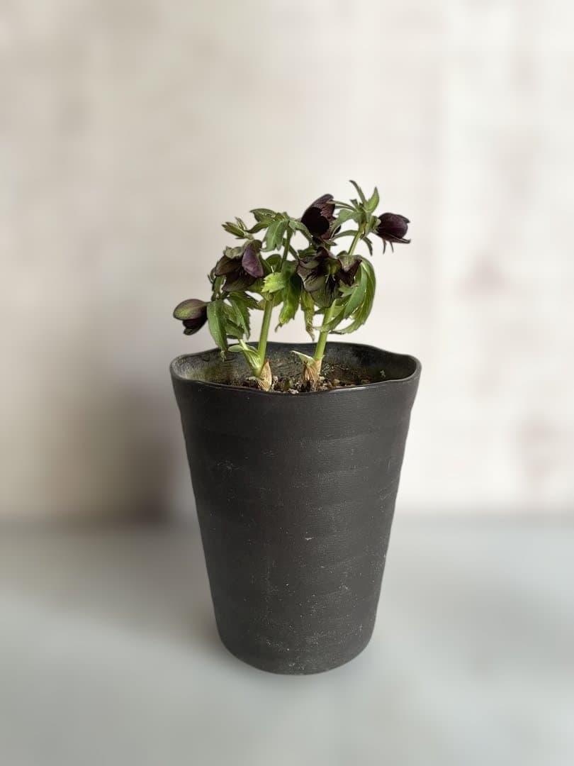 ⭐️専用　小輪トルカータス　ストロング　ベイン