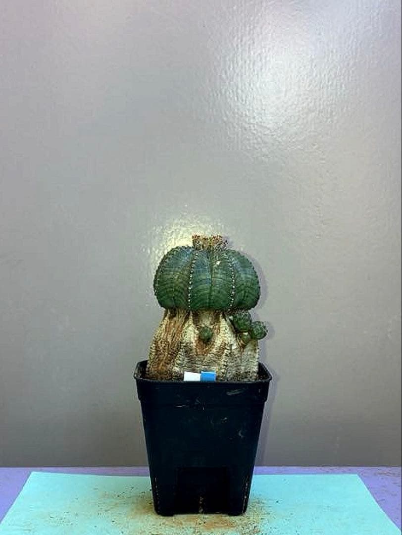 《2.5号WB》ユーフォルビア　オールドオベサ　雌株