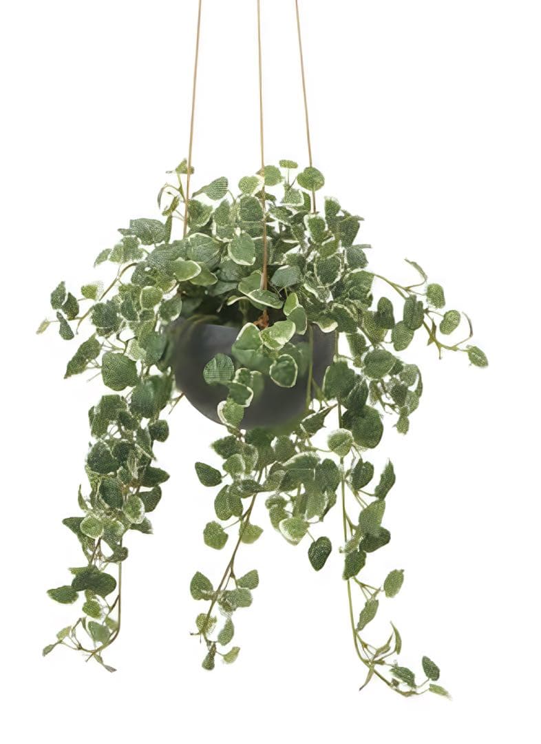 光触媒　人工観葉植物　ウォールグリーン　フェイクグリーン　プミラハンギング