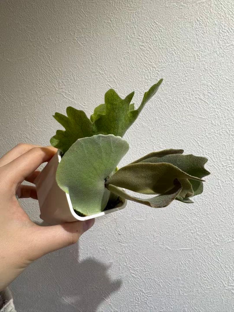 cotton cloud CCS from晴花 株分けpup ビカクシダ