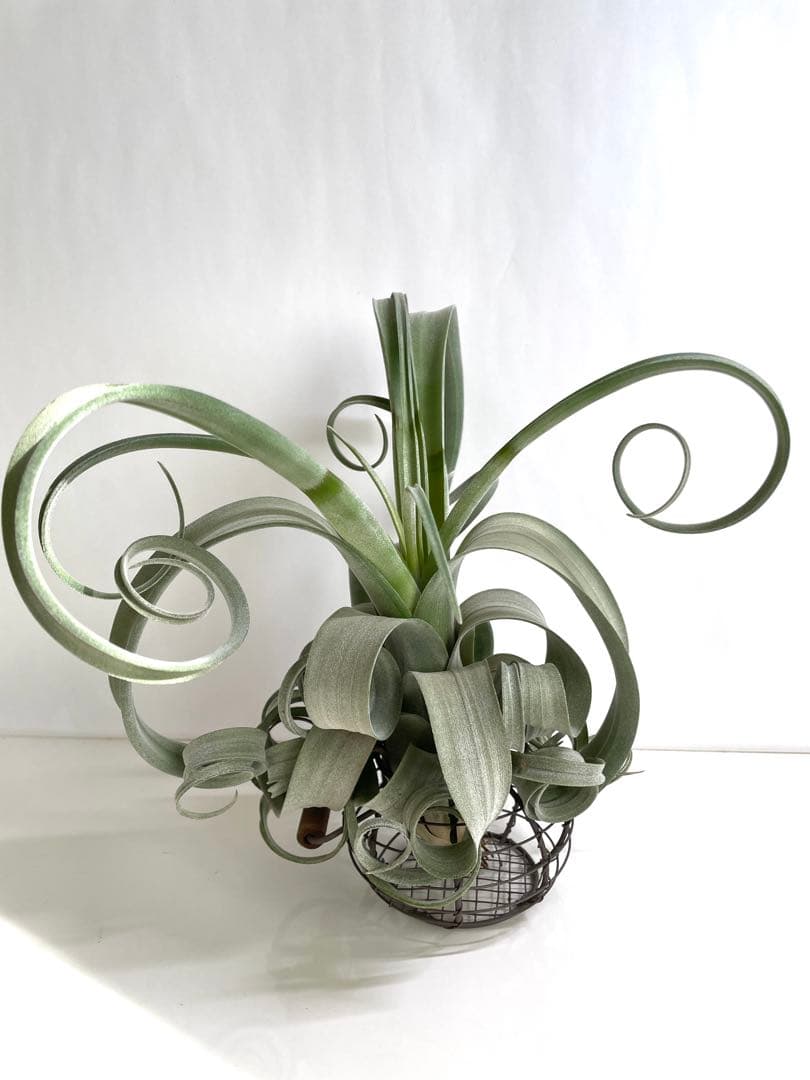 チランジア　カーリースリム　大きめ　希少　エアプランツ