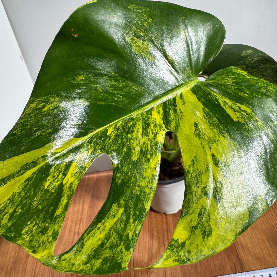 m*a様 美斑　モンステラ　デリシオーサ　イエローマリリン　大