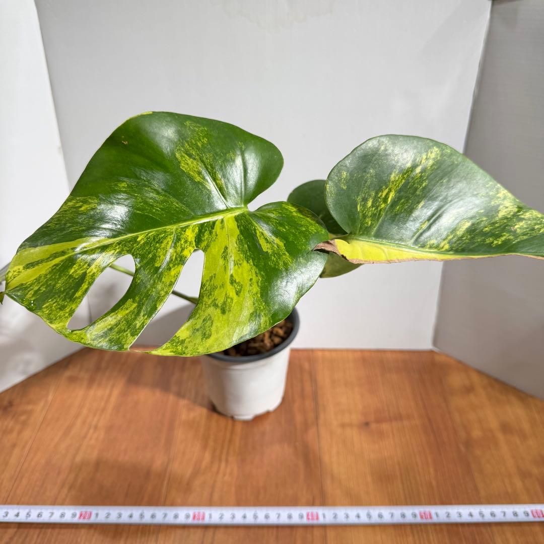 m*a様 美斑　モンステラ　デリシオーサ　イエローマリリン　大