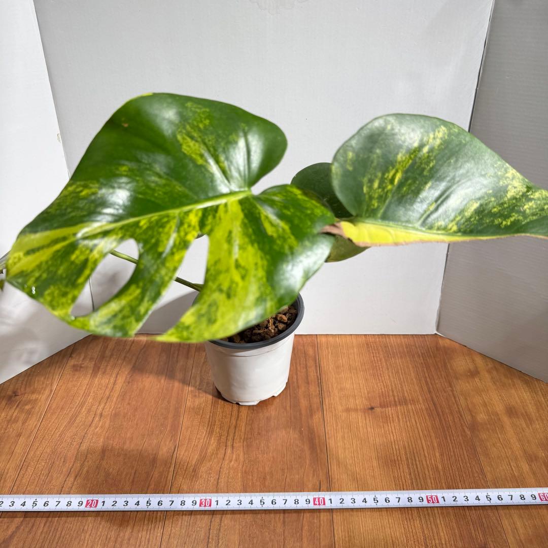 m*a様 美斑　モンステラ　デリシオーサ　イエローマリリン　大