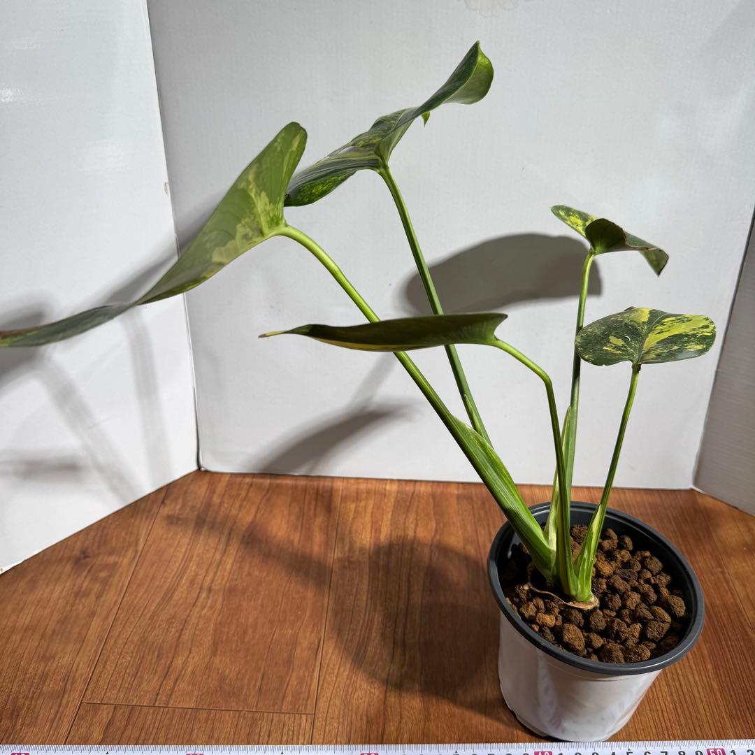 m*a様 美斑　モンステラ　デリシオーサ　イエローマリリン　大